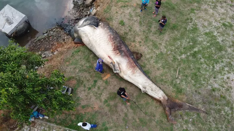 Maior peixe do mundo é encontrado no Brasil; confira